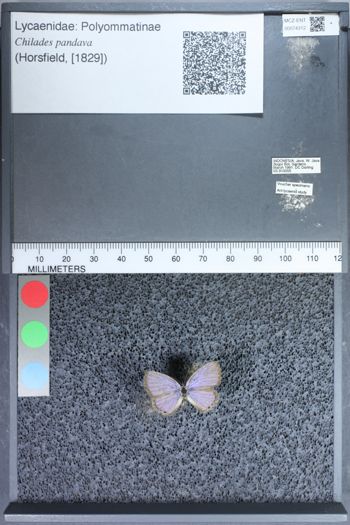 Media type: image;   Entomology 74312